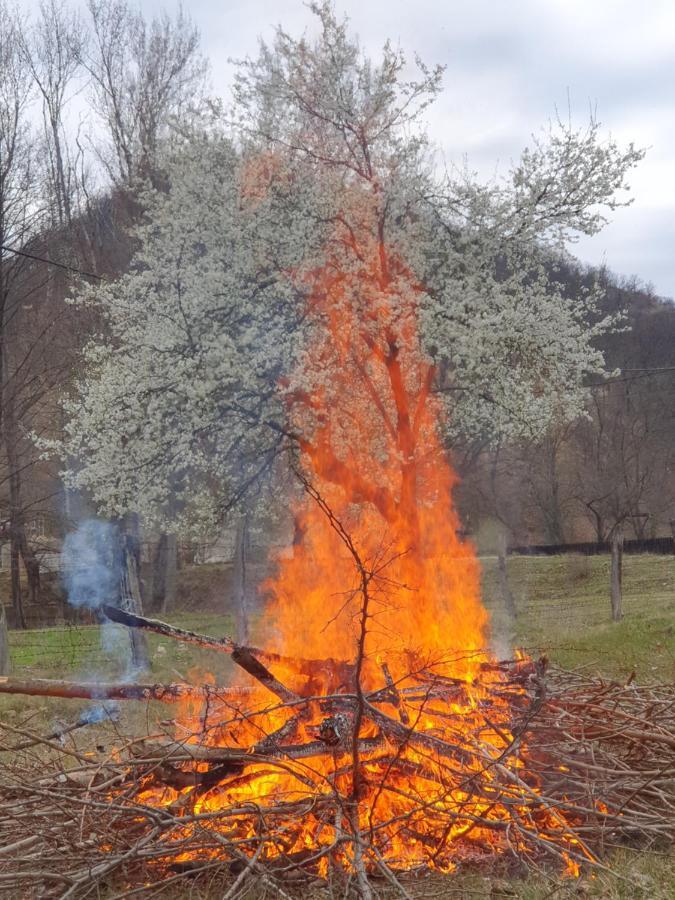 Pensiunea Happy Schitu Topolnitei 外观 照片